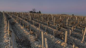 The vegetative cycle of vines in Saint-Estèphe