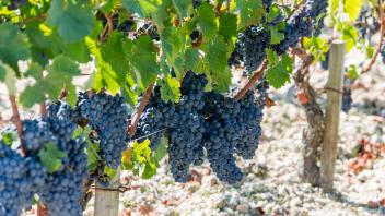 Time lapse video of the Saint-Estèphe vineyards in the month of September