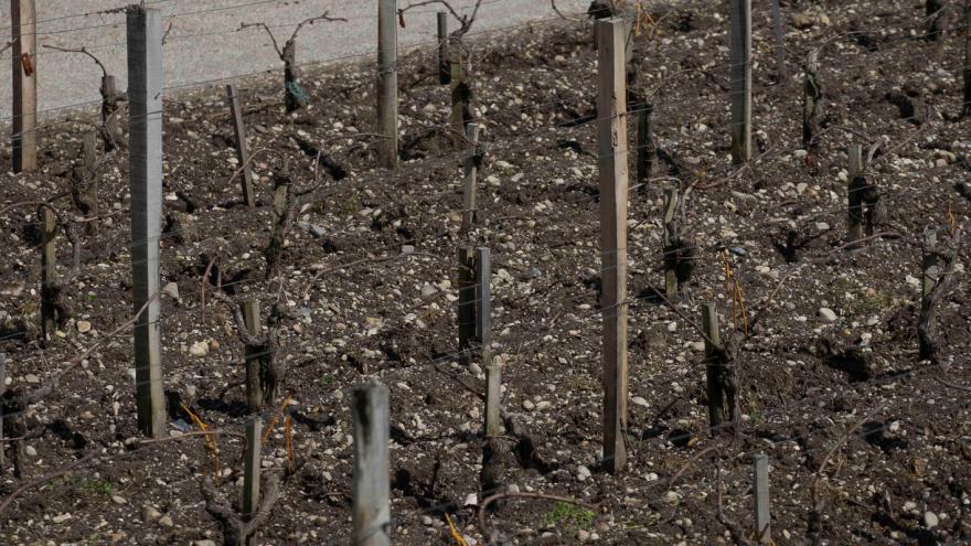 Le Time lapse des vignes de 
Saint-Estèphe au mois de mars