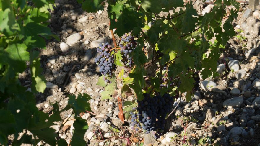 Le Time Lapse du mois de juillet sur les vignes de Saint-Estèphe
