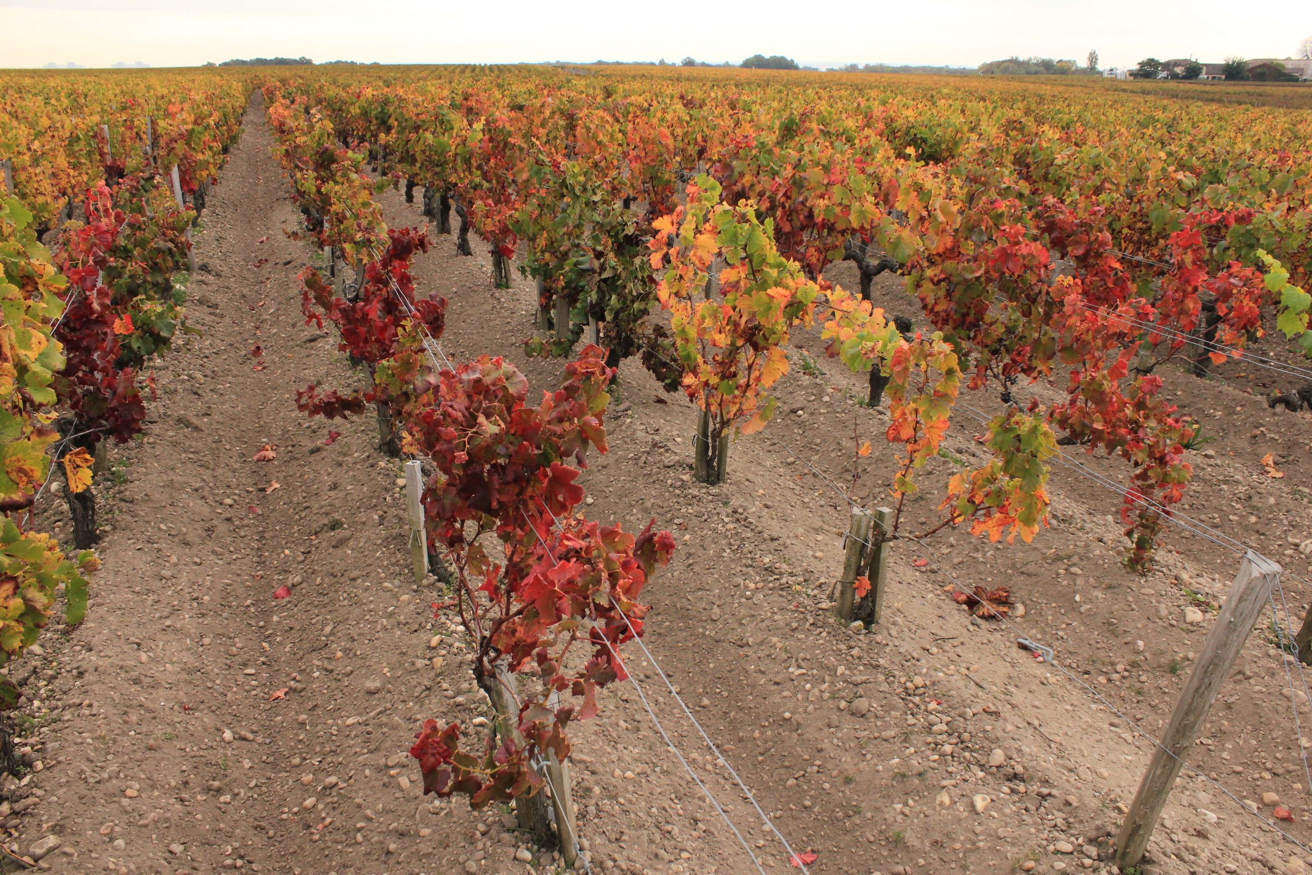 La Citation Du Mois D Octobre La Maison Du Vin De Saint Estephe