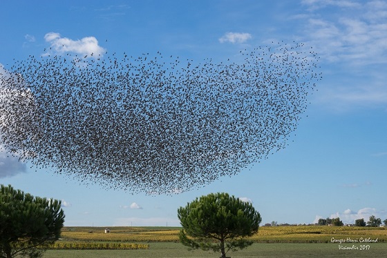 A cloud of starlings above the Saint-Estèphe vineyard