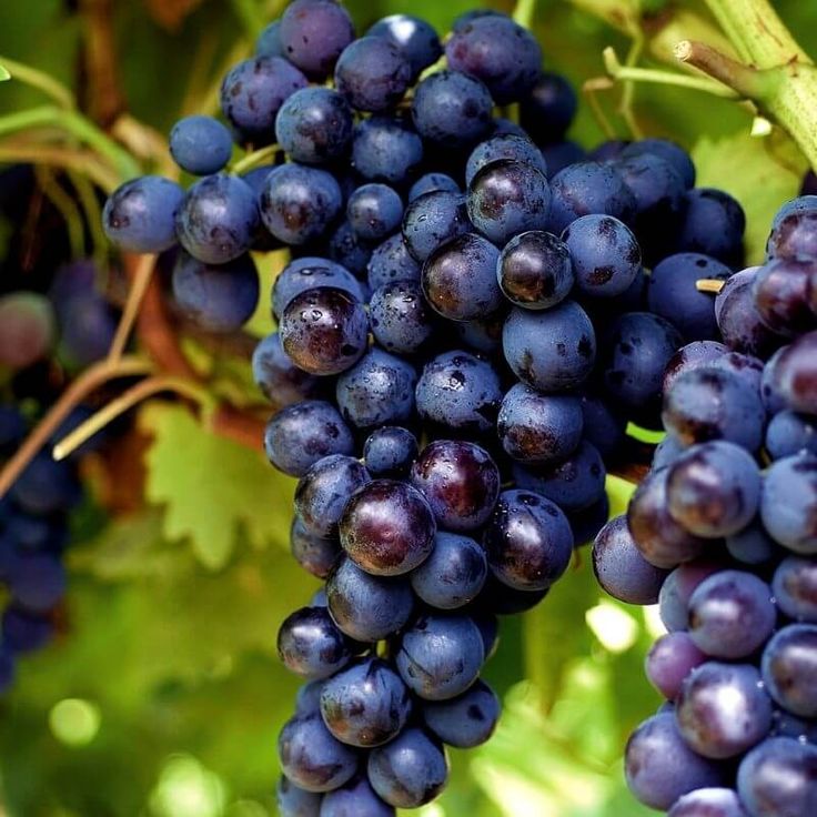 Grappe de raisin pour accéder à la Page bienvenue de la Maison du Vin de Saint-Estèphe